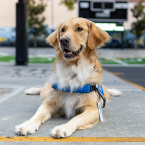 Fundraising Page: Tara Haas